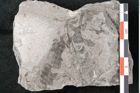Foto (Detailansicht) von Neuropteris sp.  (NHMW-GEO-2024-0188-10701)